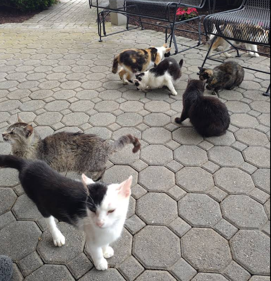 Adoptable farm cat at Rayba Acres